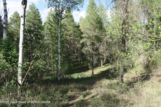 view of tree filled area