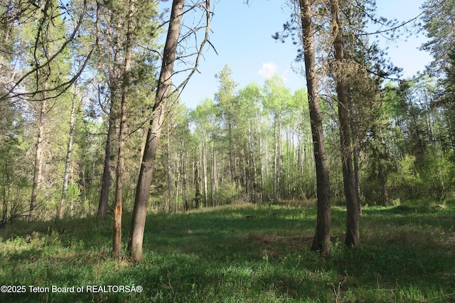 view of tree filled area
