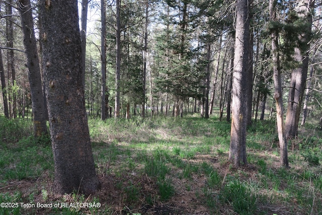 view of woods
