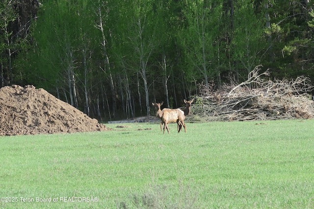 view of grassy yard
