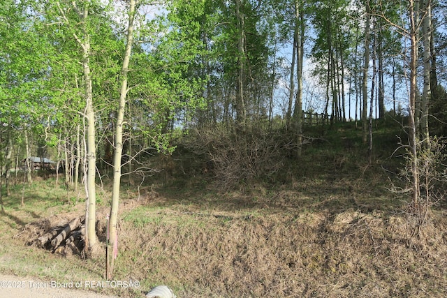 view of local wilderness