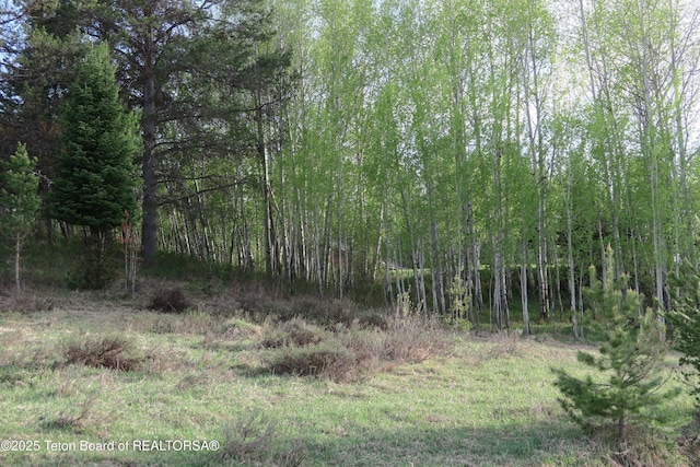 view of woods