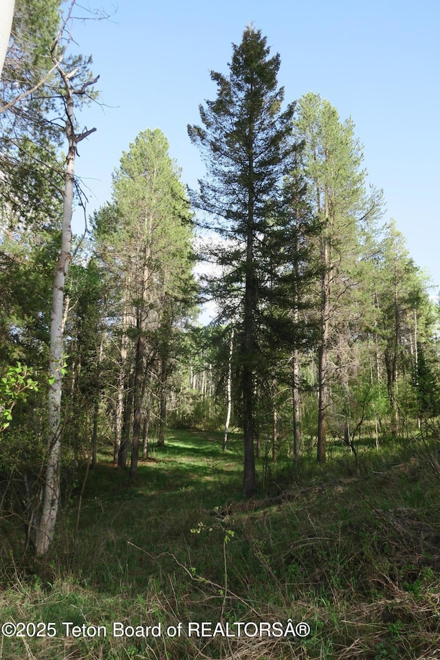 view of local wilderness