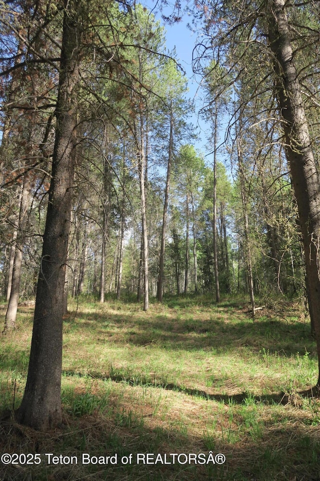 view of tree filled area