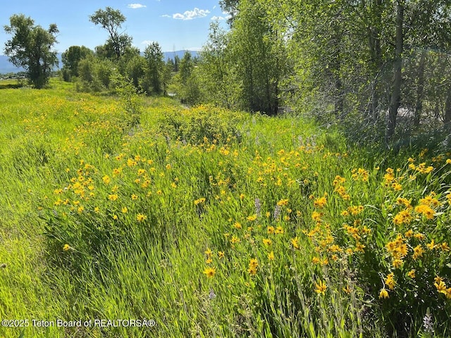 96 Hardman Rd, Star Valley Ranch, WY 83127 - view of wooded area