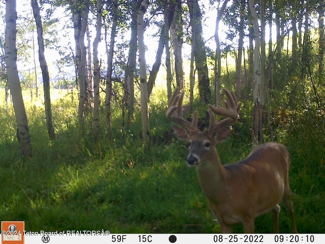 2815 N Black Sheep Farm Rd, Alta, WY 83414 - photo 48