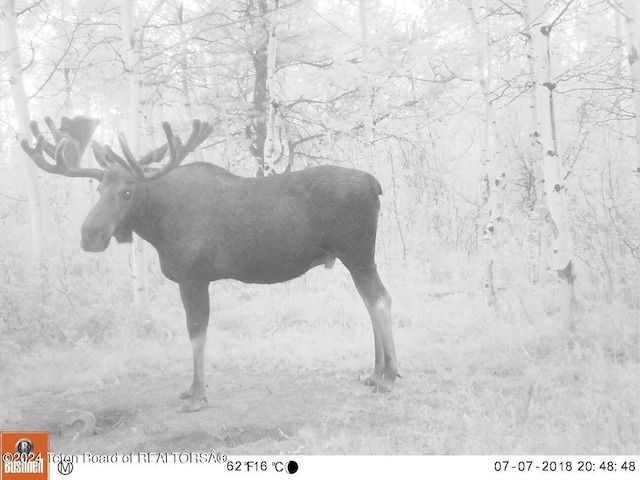 2815 N Black Sheep Farm Rd, Alta, WY 83414 - photo 49
