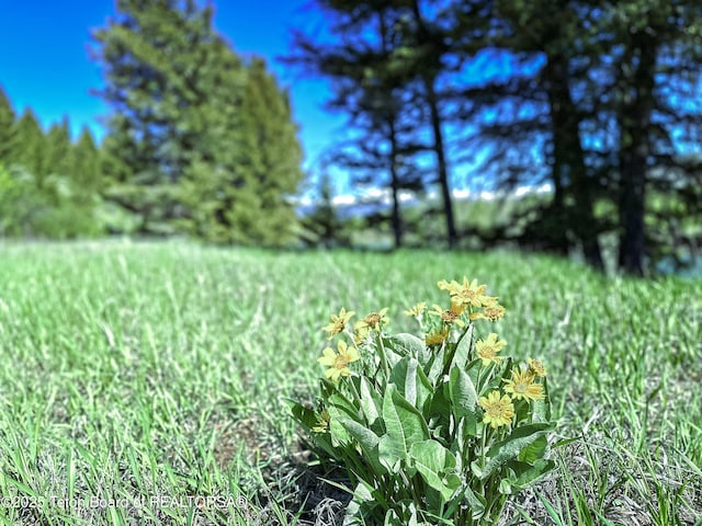 1225 Munger Mountain Rd, Jackson, WY 83001