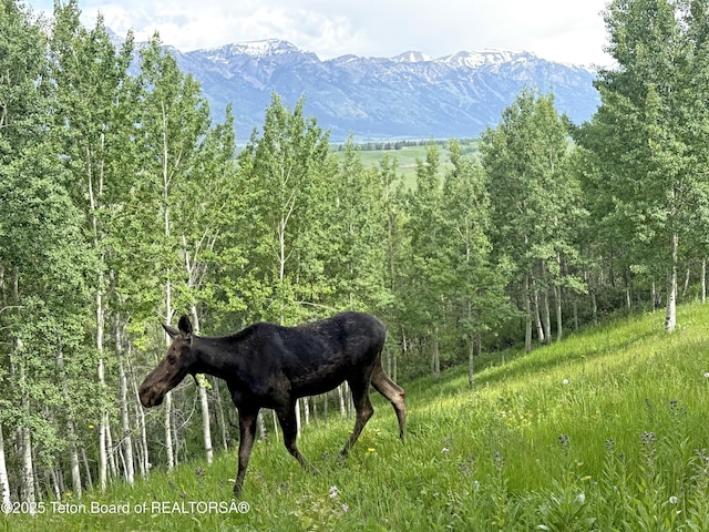 1520 N Pratt Rd, Jackson, WY 83001 - view of mountain backdrop
