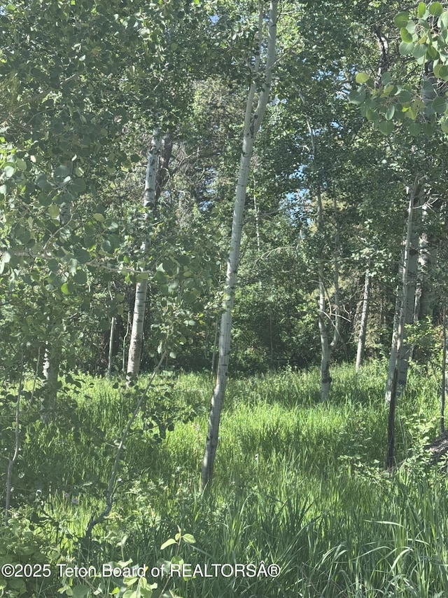 L22 Caribou Forest Dr, Alpine, WY 83128 - photo 3