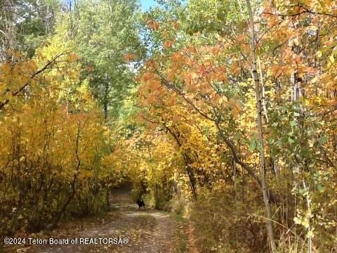 4821 S 2000 E, Victor, ID 83455 - view of woods