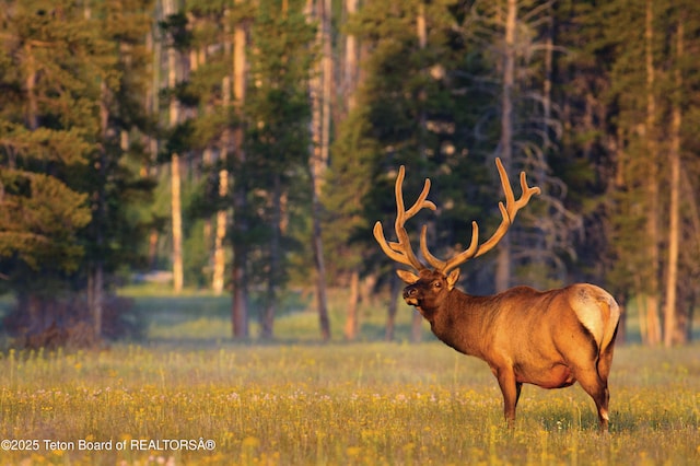 15425 S Wagon Rd, Jackson, WY 83001