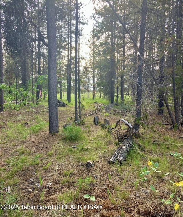3320 Griffel Ct, Island Park, ID 83429 - view of nature