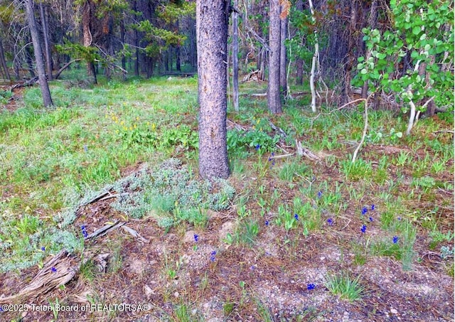 3320 Griffel Ct, Island Park, ID 83429 - view of nature