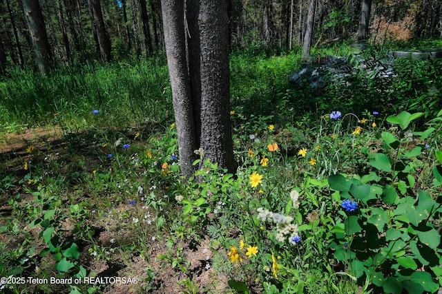4327 Bridger Rdg, Ashton, ID 83420 - view of local wilderness