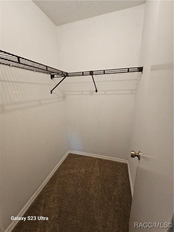 spacious closet featuring carpet floors