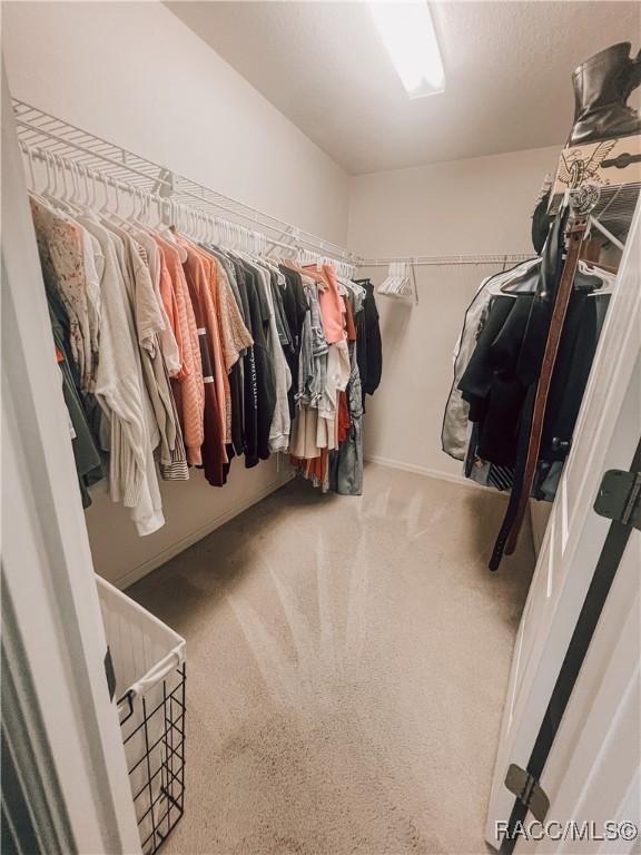 walk in closet with carpet floors