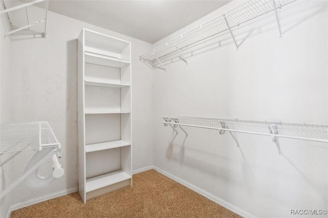 walk in closet with carpet