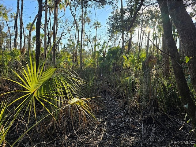 Listing photo 3 for 10800 W Misty Rose St, Homosassa FL 34448