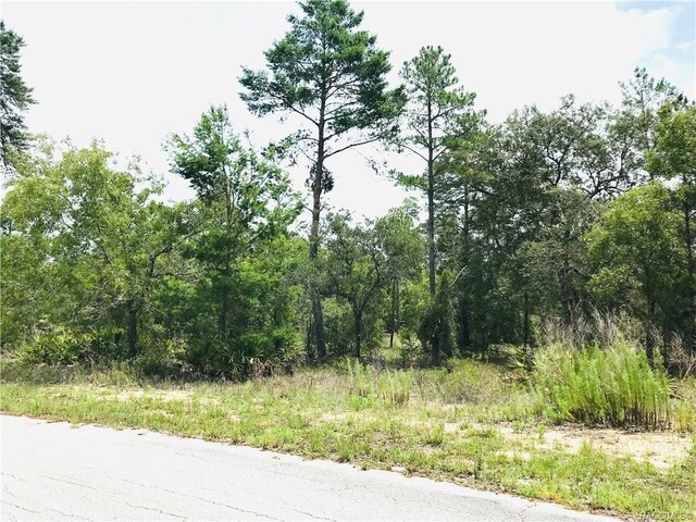49 Matricaria Ct, Homosassa, FL 34446 - photo 6