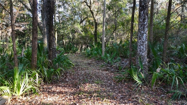 view of local wilderness