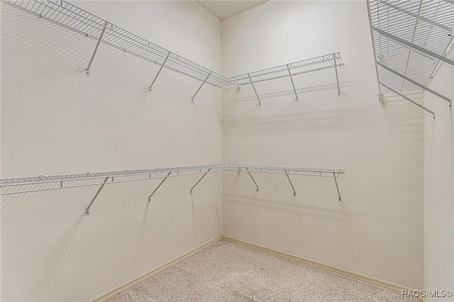 spacious closet featuring carpet flooring