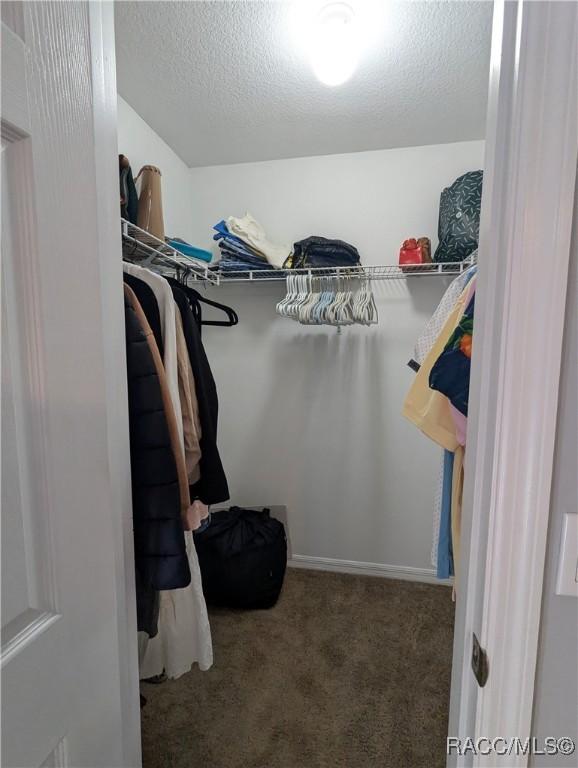 spacious closet featuring carpet