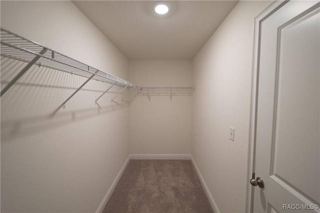 walk in closet featuring carpet flooring