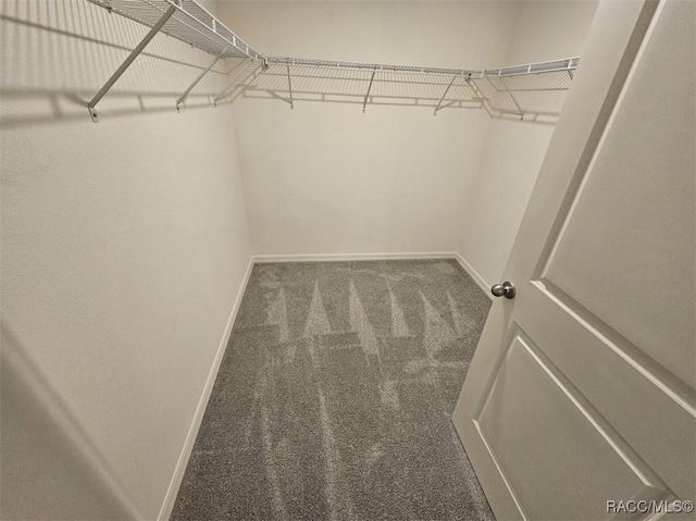 walk in closet featuring carpet floors