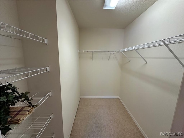 walk in closet with carpet floors