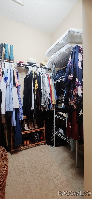 spacious closet featuring carpet floors