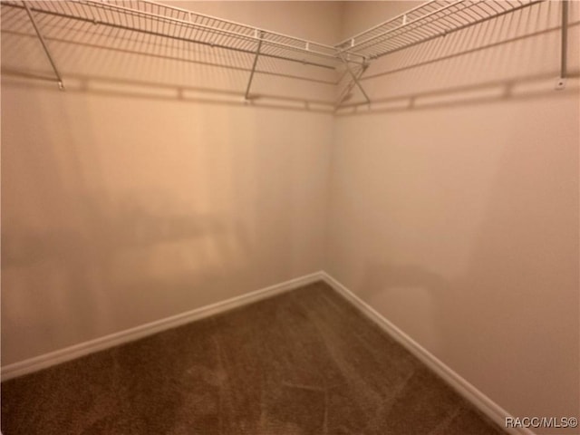 spacious closet featuring carpet flooring