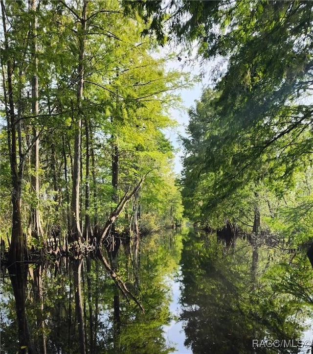 view of local wilderness