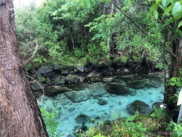 view of local wilderness