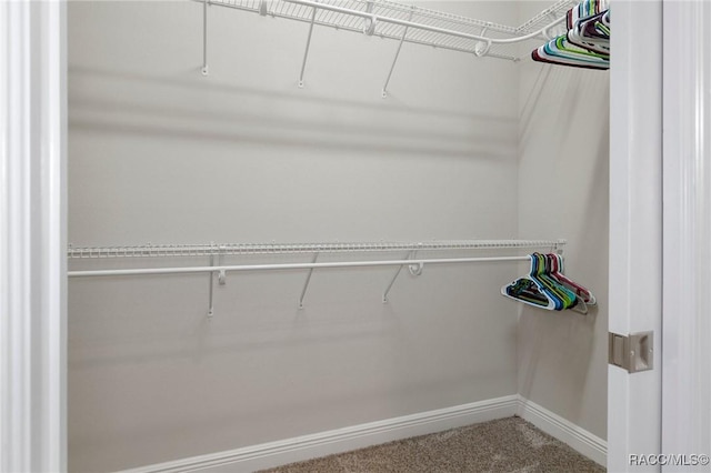 spacious closet featuring carpet