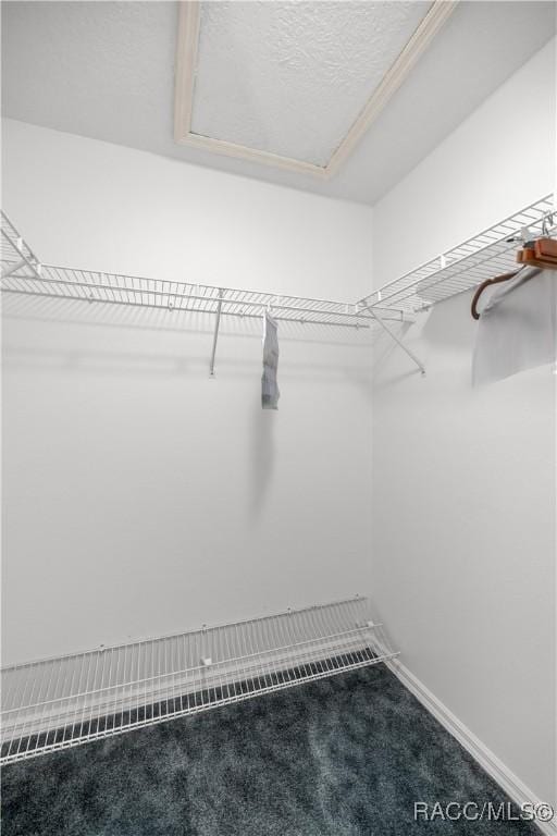 5725 N Durango Ter, Beverly Hills, FL 34465 - walk in closet with carpet floors