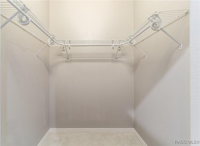 walk in closet with carpet floors