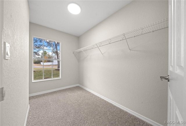 spacious closet featuring carpet flooring