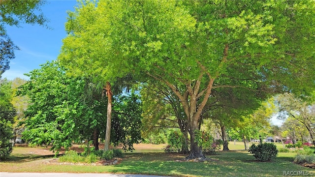 view of community featuring a yard