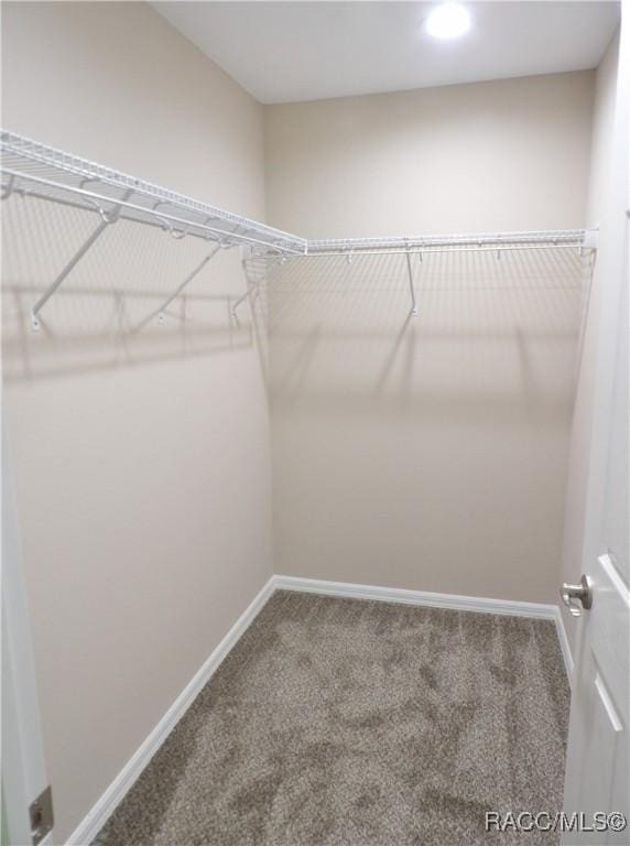 spacious closet featuring carpet flooring