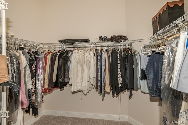 walk in closet featuring carpet floors