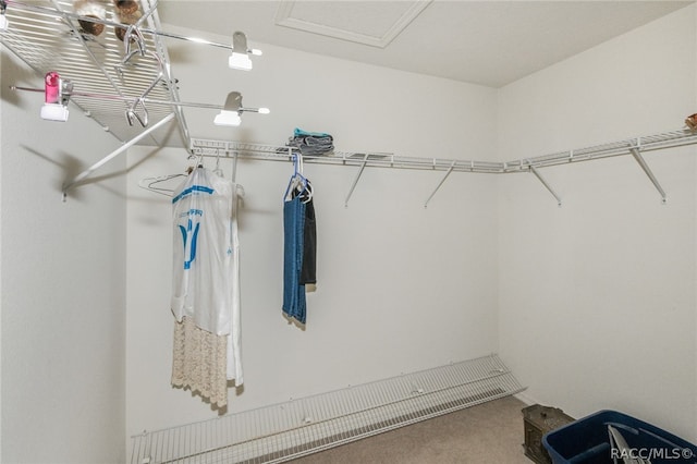 walk in closet featuring carpet flooring