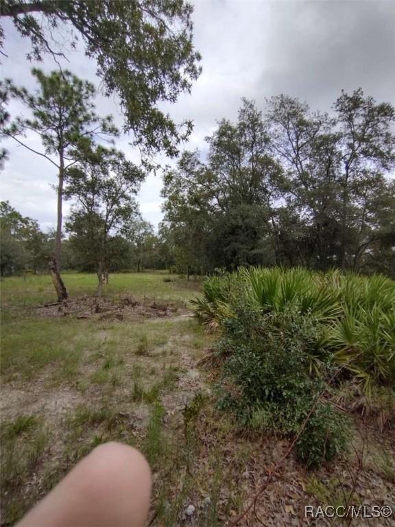 8486 N Calcutta Ave, Dunnellon, FL 34433 - photo 4