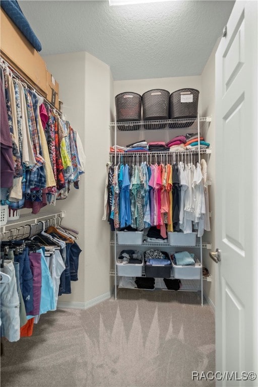 walk in closet with carpet floors