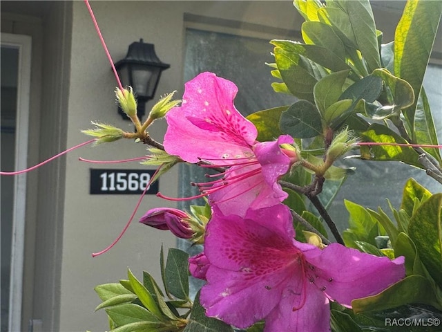 view of details