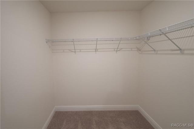 spacious closet with carpet flooring