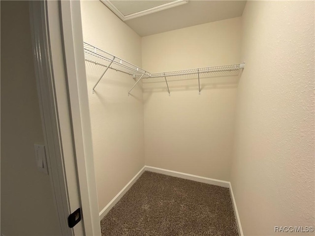 walk in closet with carpet floors