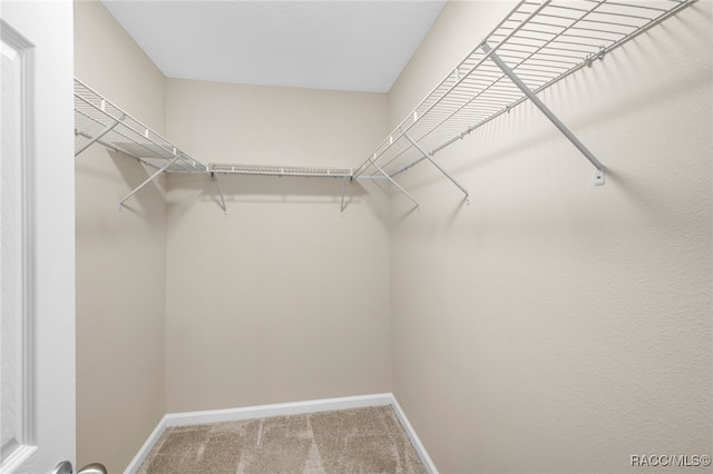 walk in closet with carpet flooring