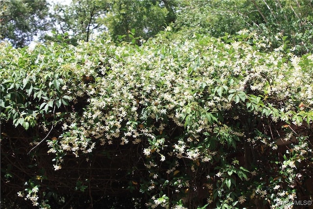2001 W Belgrade Dr, Citrus Springs, FL 34434 - view of nature