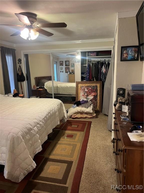 bedroom with ceiling fan, a closet, carpet floors, and ornamental molding